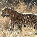 jaguar,fish and wildlife