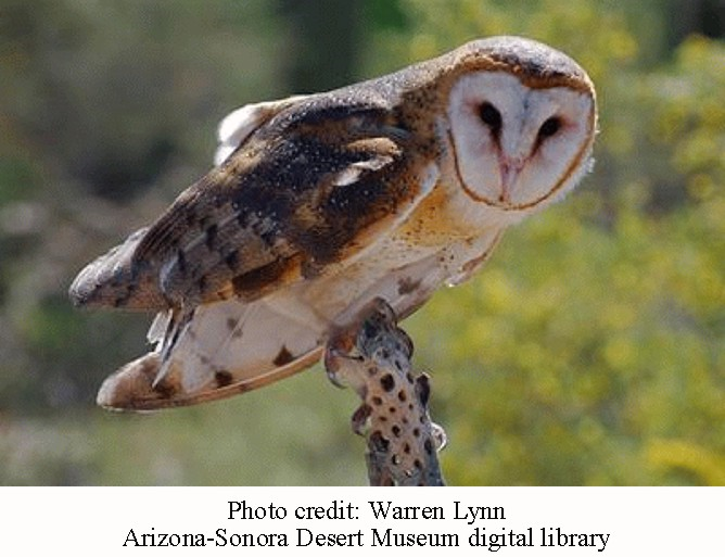 Barn Owls – Arizona Daily Independent