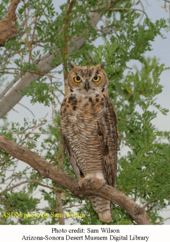 Great horned owl 1