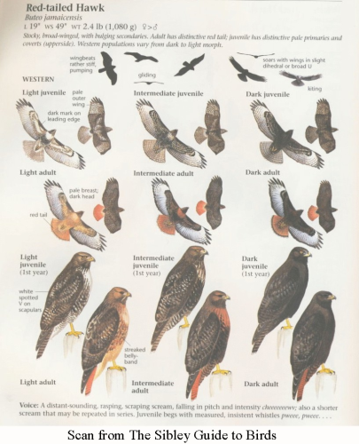 Red Tail variations