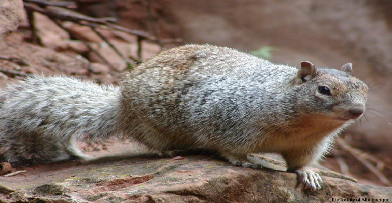 Desert Squirrels – some eat rattlesnakes  Arizona Daily Independent