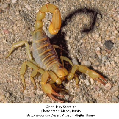 giant-hairy-scorpion