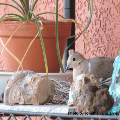 mourning-dove-2
