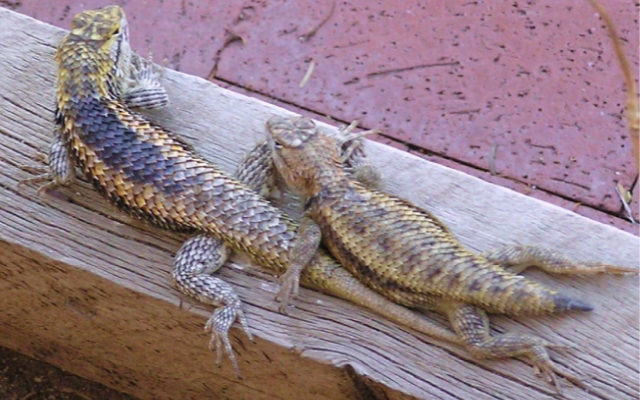 Spiny-lizard-pair