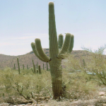 saguaro-1
