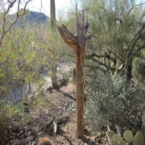 saguaro-skeleton-400