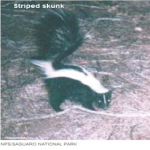 Striped-Skunk
