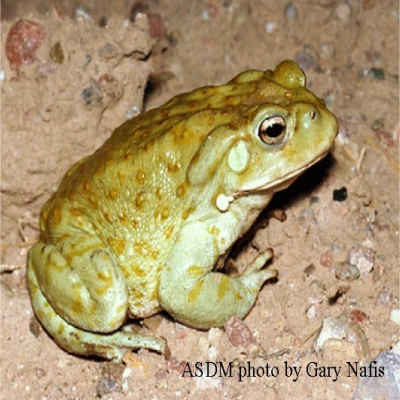 Desert-toad