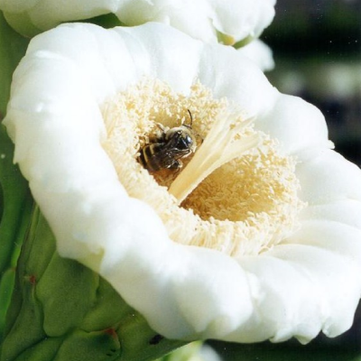 Saguaro-flower-with-bee