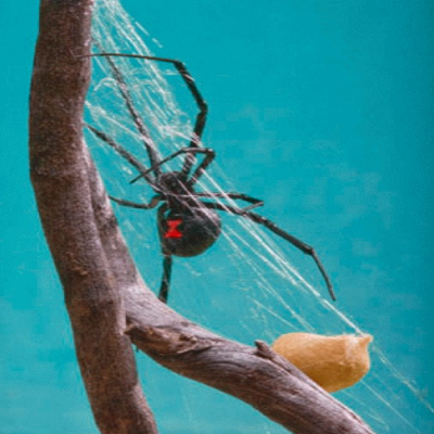 Black Widow female--Photo by Manny Rubio  Arizona-Sonora Desert Museum digital library