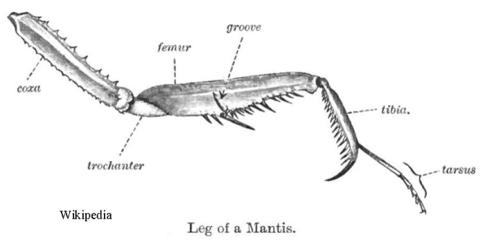 Mantis-foreleg