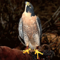 Peregrine- falcon Photo by Sam Wilson Arizona-Sonora desert Museum digital library