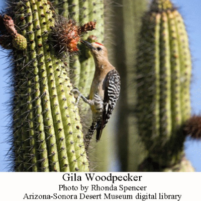Gila-woodpecker