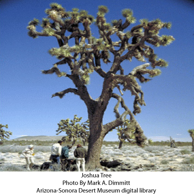 Joshua Trees of the Mohave Desert â€“ Arizona Daily Independent