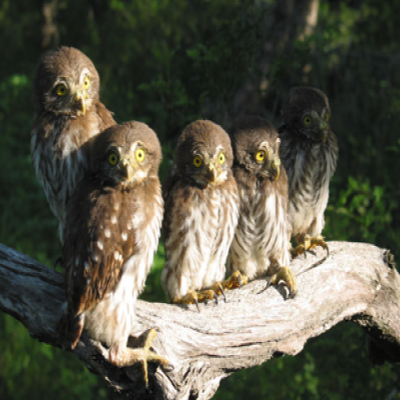 pygmy-owl
