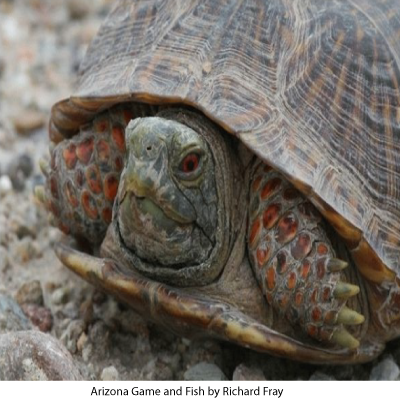 Desert Box Turtles – Arizona Daily Independent