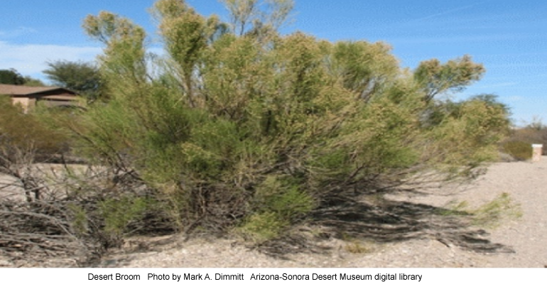 Desert Broom â€“ another medicinal plant â€“ Arizona Daily Independent