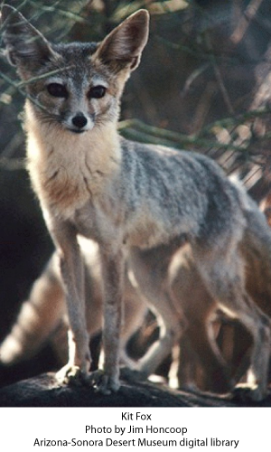 kit-fox-desert-museum