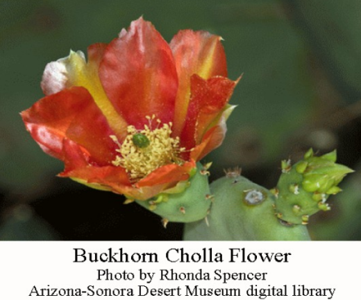Bucknorn-cholla-flower