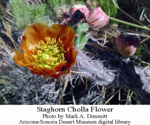 Staghorn-Cholla-flower