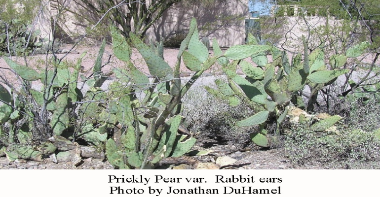 PP-rabbit-ears