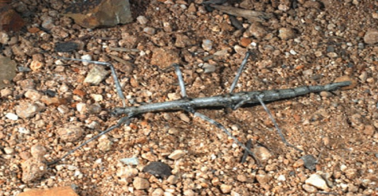 Walkingstick, Camouflage, Defense, Mimicry