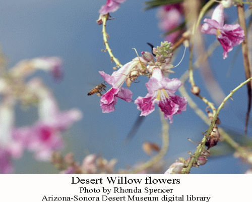 Deserwillowflowers