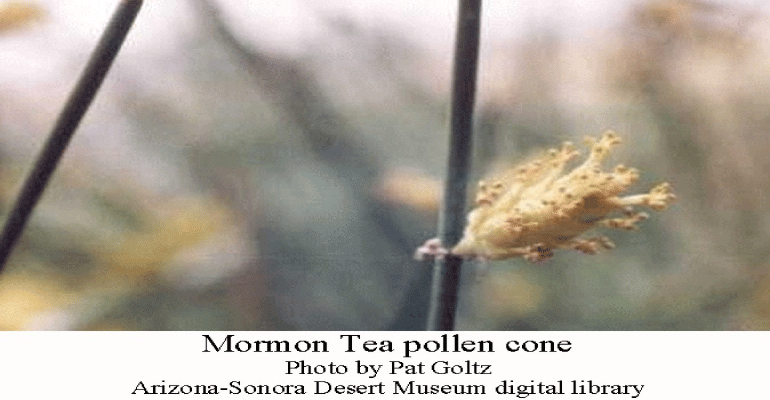 Mormon-Tea-2.1
