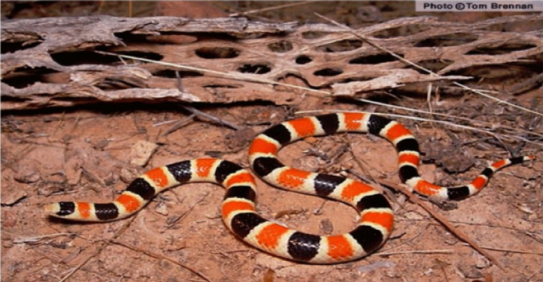 Sonoran Shovel-nosed Snake - Photo Credit Tom Brennan Snakebuddies.net