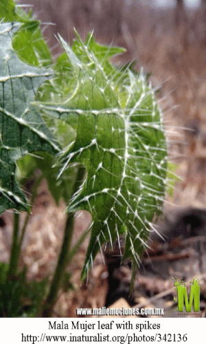 Mala-mujer-leaf