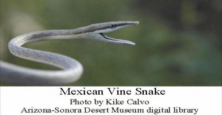 MexicanVineSnake1