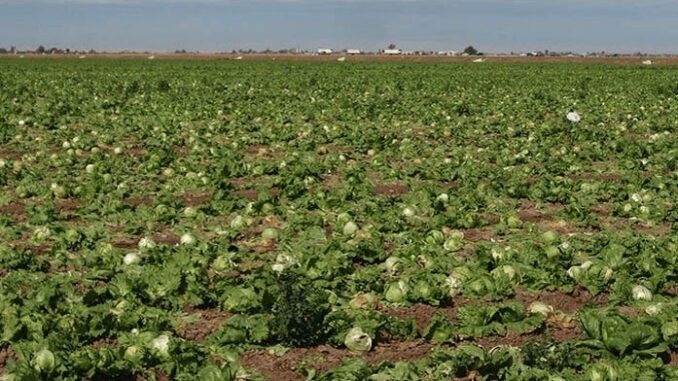 lettuce fields