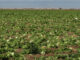 lettuce fields