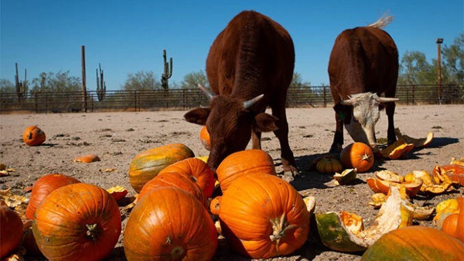 cows eating pumpkins