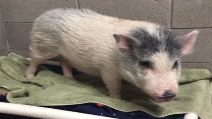 pig