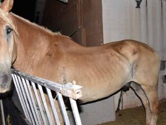 abused horse rescued