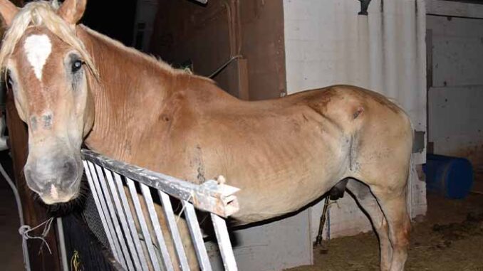 abused horse rescued