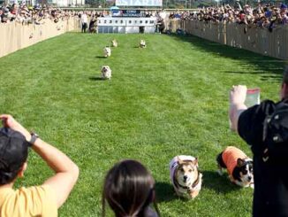 corgi race
