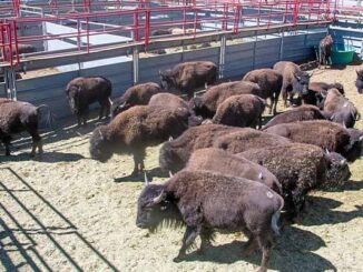 buffalo