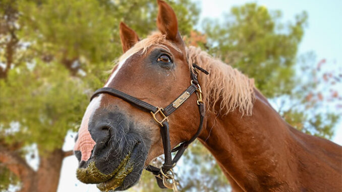 horse