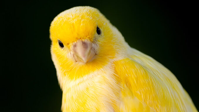 bird bird