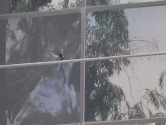 window