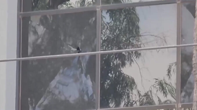 window