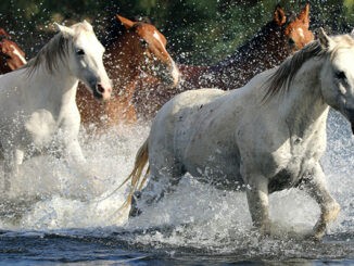 horses