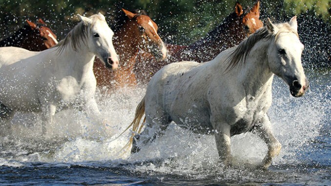 horses