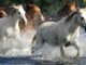 horses