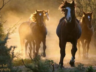 horses