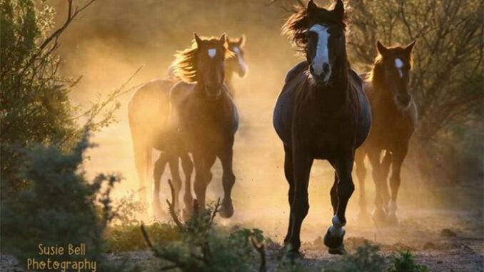 horses