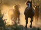 horses